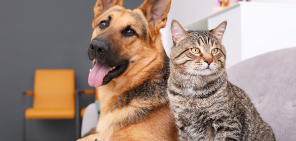 Cães, gatos e furões obrigados a partir de hoje a ter microchip, incumprimento dá multa até 45 mil euros