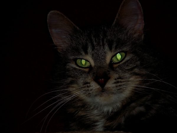 Sto Tirso: Taparam buraco com gatos no interior, animais “estavam a morrer à fome” diz associação