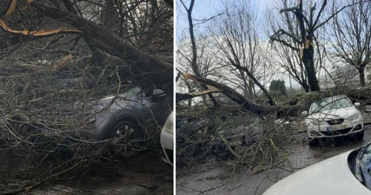 Famalicão: Árvore cai junto à escola Padre Padre Benjamim Salgado, causa feridos e danifica viaturas