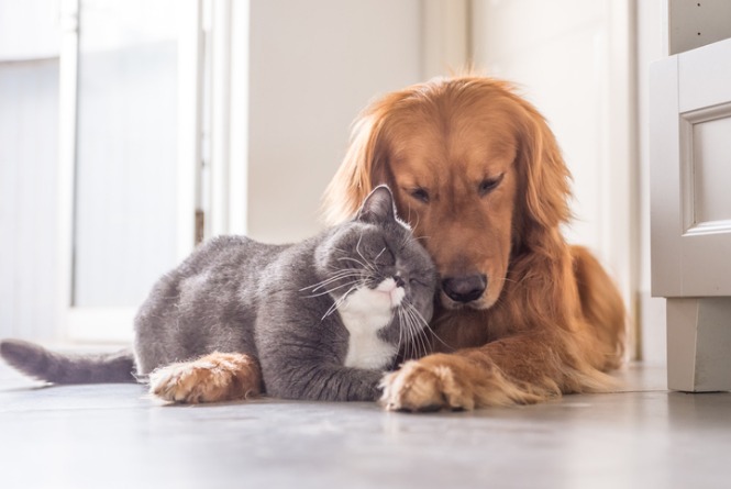 Estudo: Cães e gatos em casa podem reduzir alergias alimentares em crianças