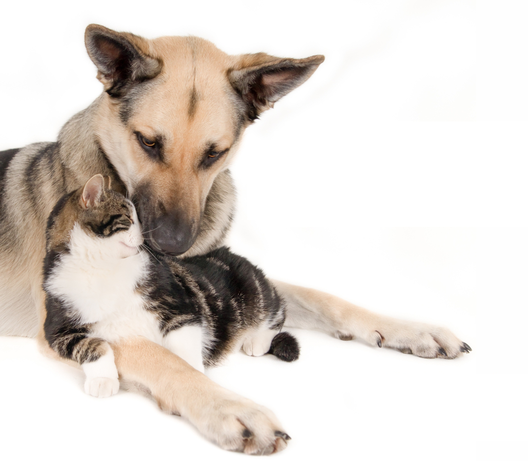 Centro de Recolha Oficial de Animais da Trofa já está a ser construído