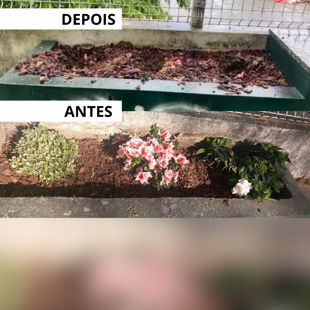 Junta de Riba d’Ave volta a plantar flores… e elas voltam a ser levadas